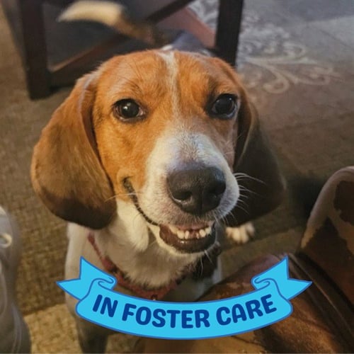 LULU - Treeing Walker Coonhound for adoption in Tallahassee