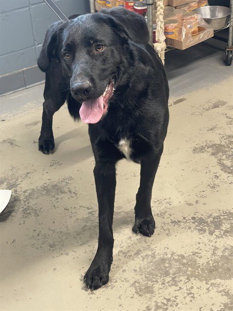 XYLO - Labrador Retriever available for adoption