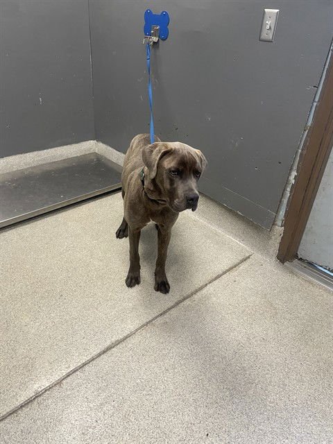 WOODY - Mastiff available for adoption