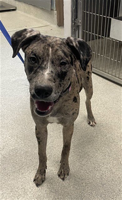 TWINJAMIN - Poodle (Standard) / American Staffordshire Terrier available for adoption