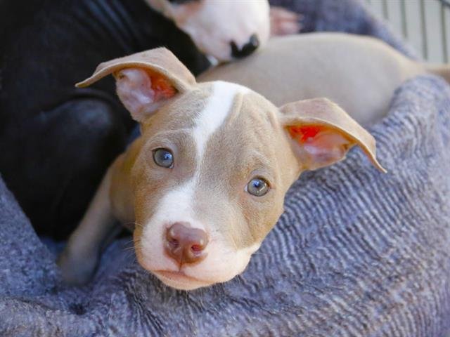 CODY Image