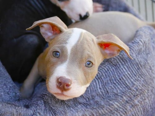CODY - Staffordshire Bull Terrier available for adoption