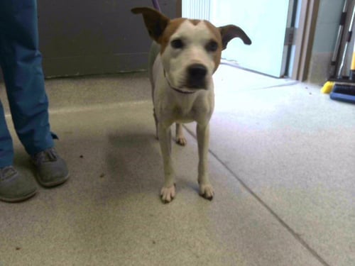 ALICE - American Pit Bull Terrier available for adoption
