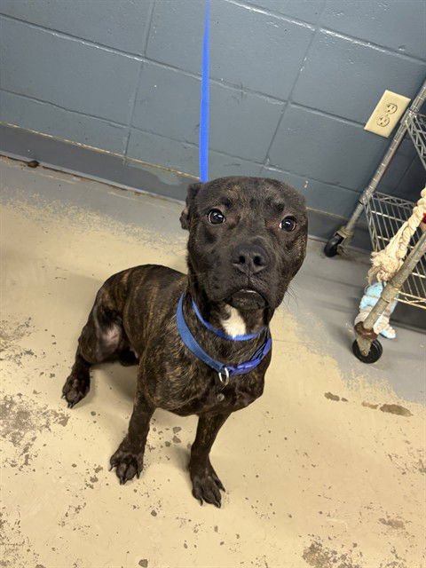 OSCAR - American Staffordshire Terrier available for adoption