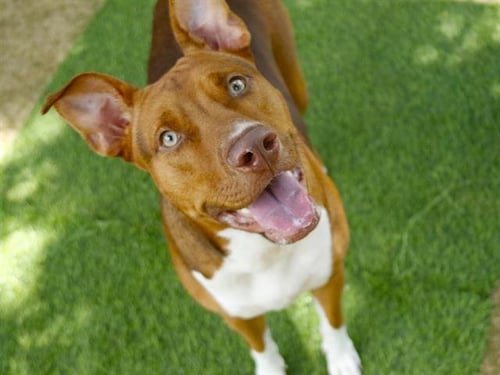 MIA - Labrador Retriever for adoption in Tallahassee
