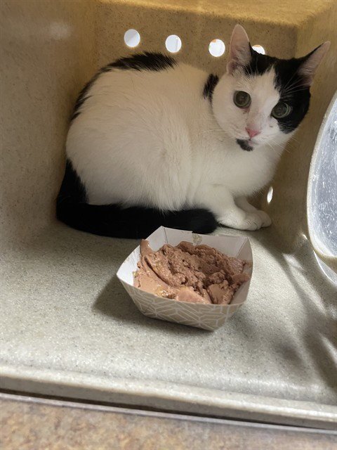 PHOEBE Image