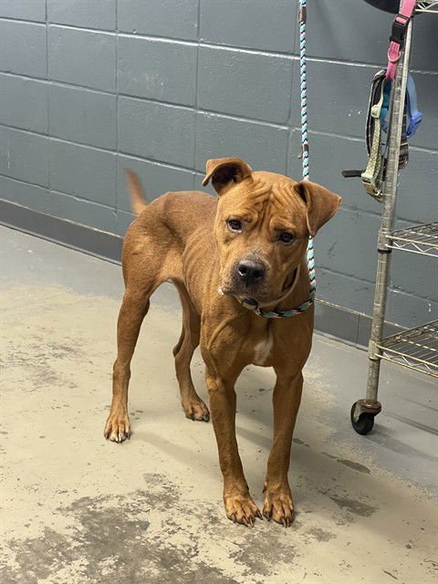 DIVA - American Pit Bull Terrier available for adoption