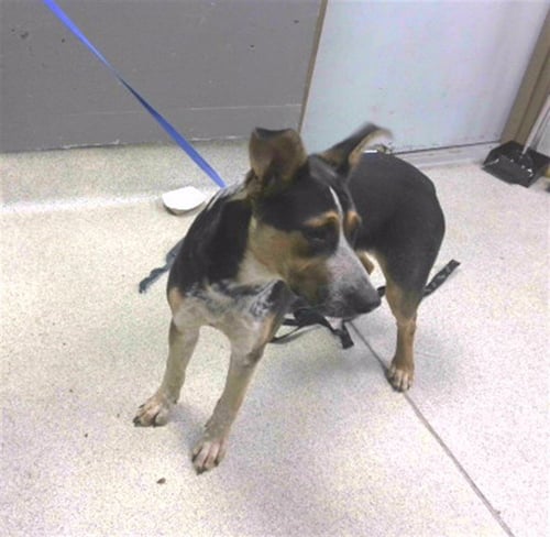 ZIGGIE - Australian Cattle Dog/Blue Heeler available for adoption