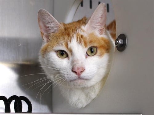 BERLIN - Domestic Short Hair available for adoption