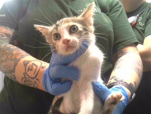 UGLY DUCKLING - Domestic Short Hair available for adoption