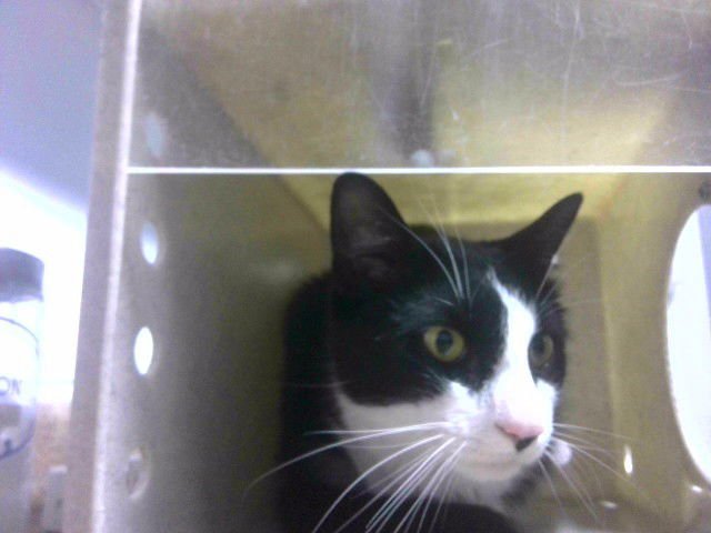 POPEYE - Domestic Medium Hair available for adoption