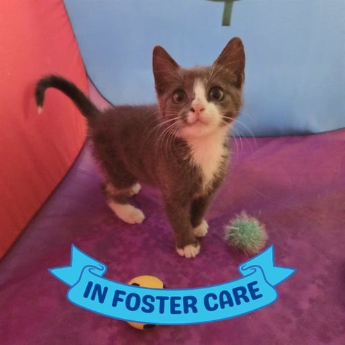 FIONA - Domestic Short Hair available for adoption