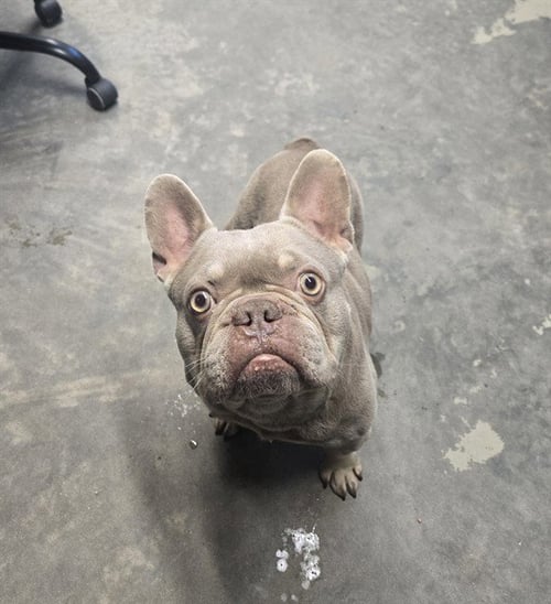 ROCKY - French Bulldog available for adoption