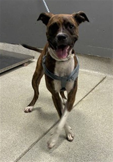 SATURN - American Pit Bull Terrier available for adoption
