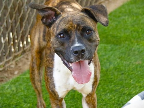 SATURN - American Pit Bull Terrier for adoption in Tallahassee