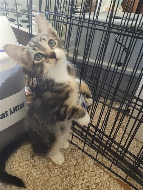 PLATYPUS - Domestic Short Hair available for adoption