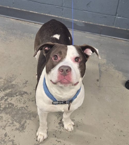 RJ - Staffordshire Bull Terrier available for adoption