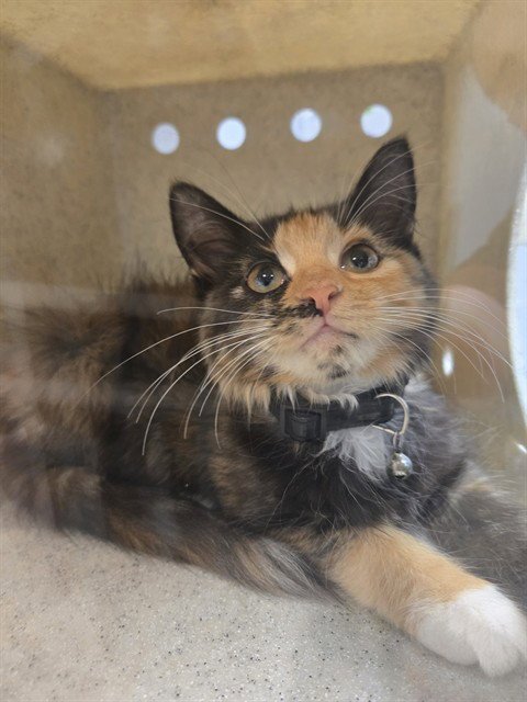 SAGE - Domestic Long Hair available for adoption