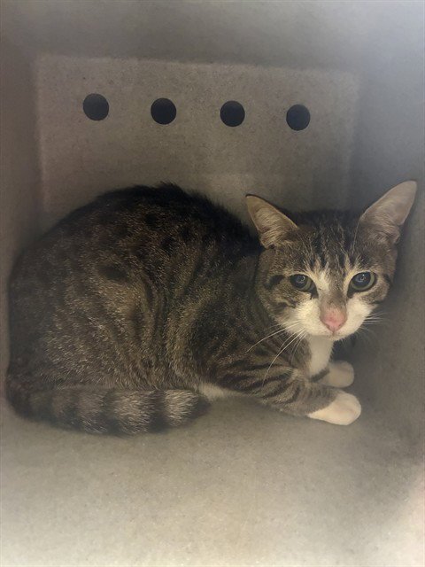 DILL - Domestic Short Hair available for adoption