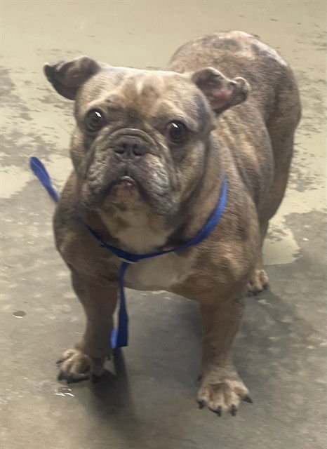 IVY - French Bulldog available for adoption