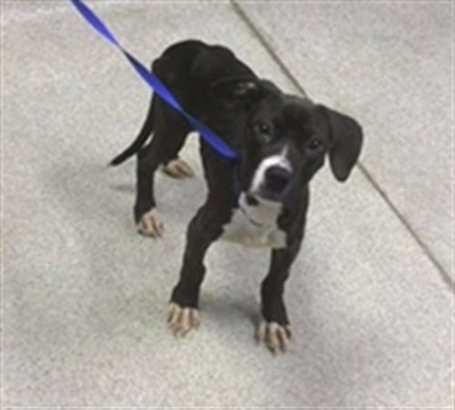 MARLEY - Labrador Retriever / American Staffordshire Terrier available for adoption