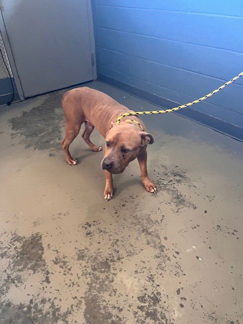 MATTHEW - American Staffordshire Terrier available for adoption