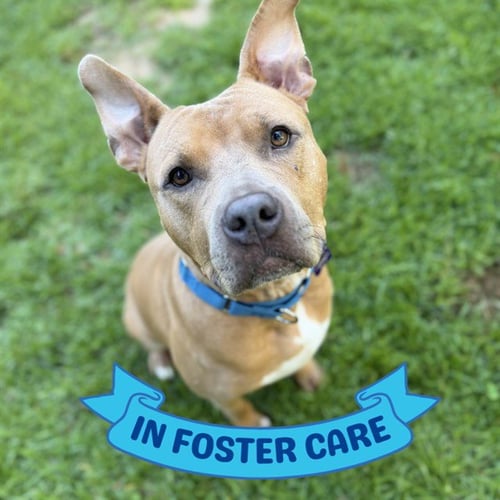 MATTHEW - American Staffordshire Terrier available for adoption