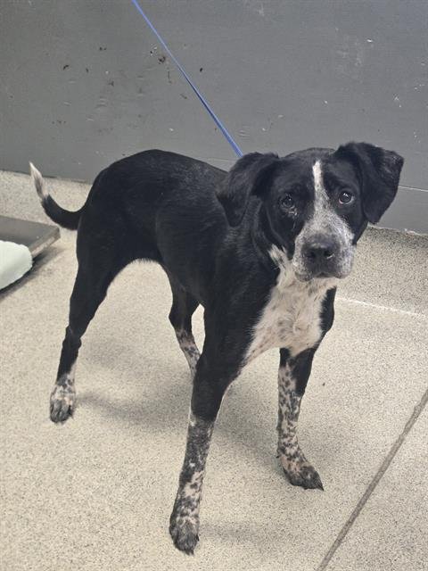 HEATHER - Labrador Retriever available for adoption