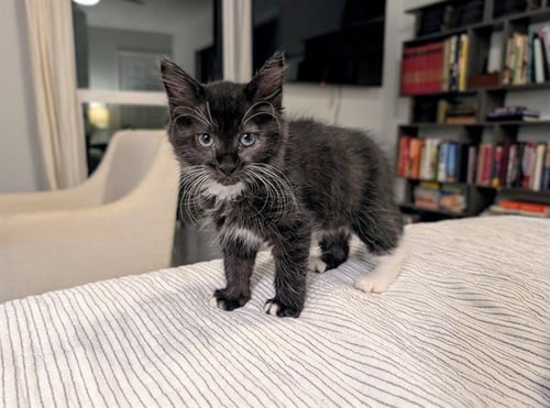 DOROTHY - Domestic Medium Hair available for adoption