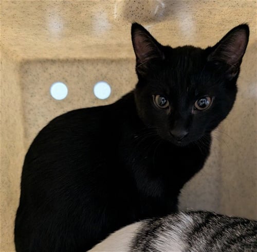 UDON - Domestic Short Hair available for adoption