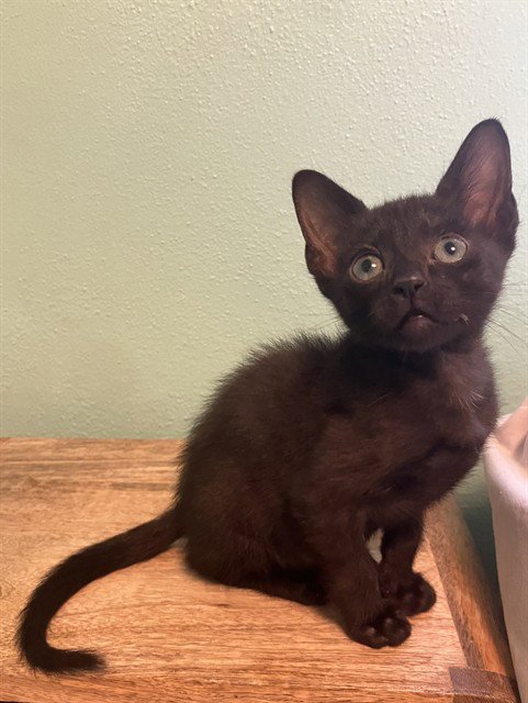 HUEY - Domestic Short Hair available for adoption