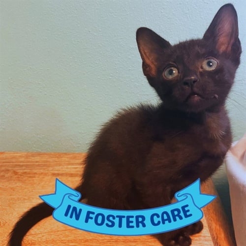 HUEY - Domestic Short Hair for adoption in Tallahassee