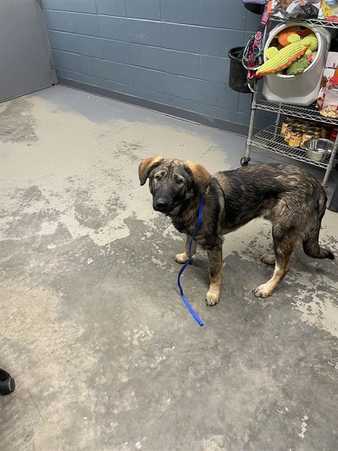 LEGACY - German Shepherd Dog available for adoption