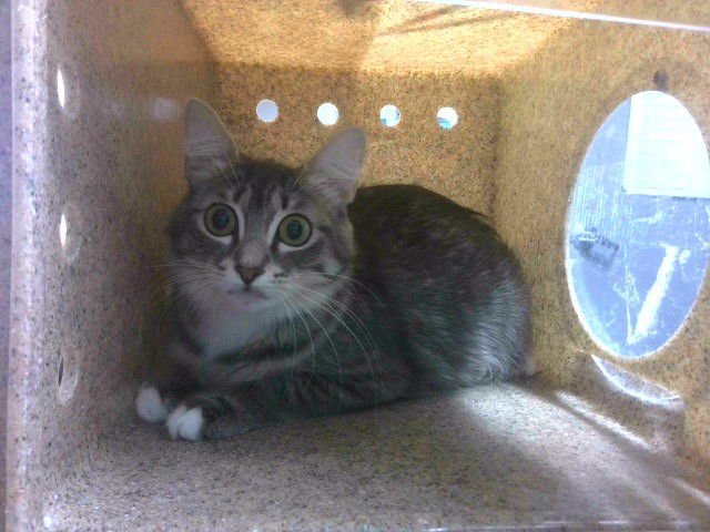 PINKY - Domestic Medium Hair available for adoption