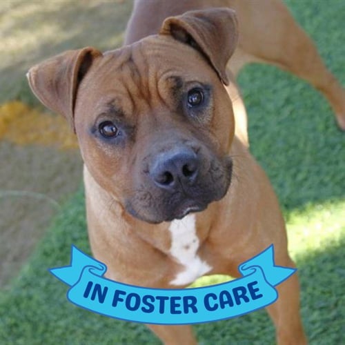 BARRY - Black Mouth Cur available for adoption