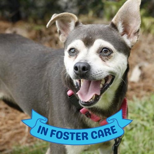 ZEKE - Chihuahua / Shiba Inu available for adoption