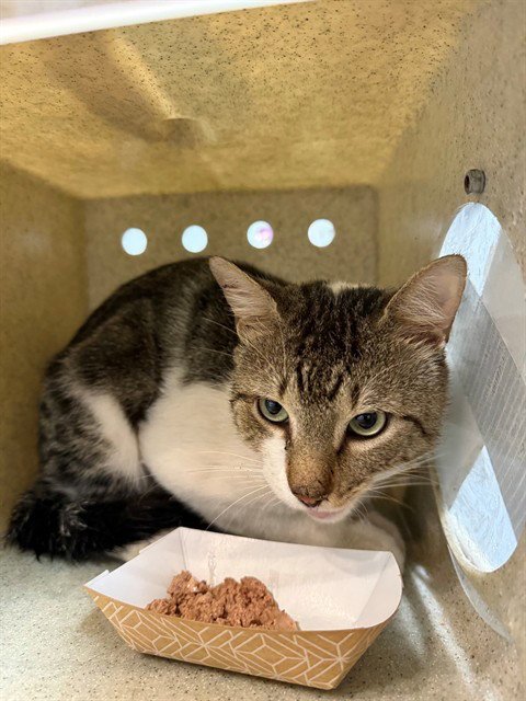 SYMBA - Domestic Short Hair available for adoption