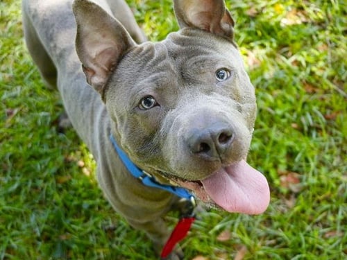 ARIES - American Staffordshire Terrier available for adoption