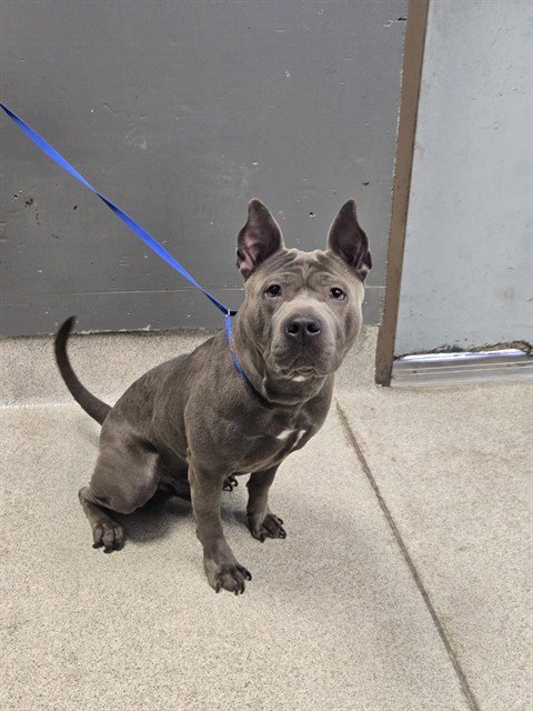 ARIES - American Staffordshire Terrier available for adoption