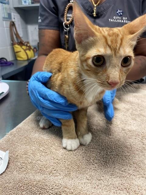 BISCUIT - Domestic Short Hair available for adoption
