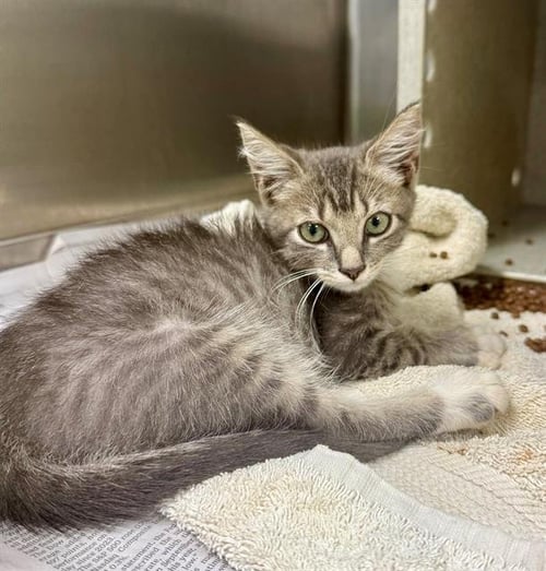 EDMUND - Domestic Short Hair available for adoption