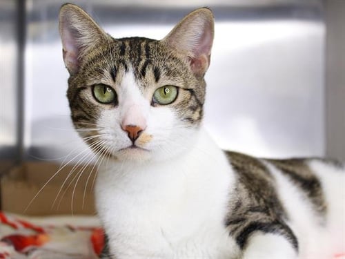 BUNNY - Domestic Short Hair available for adoption
