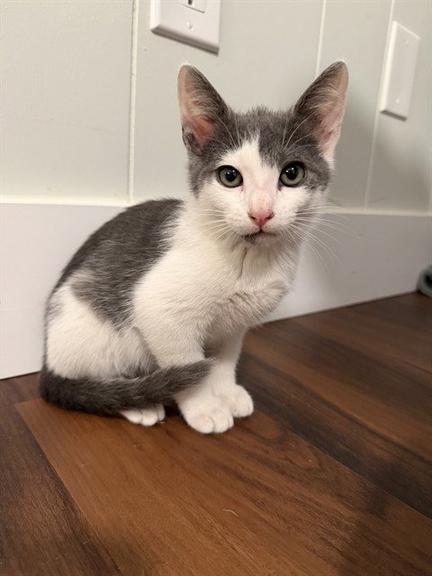 PEPPER-BARN - Domestic Short Hair for adoption in Tallahassee