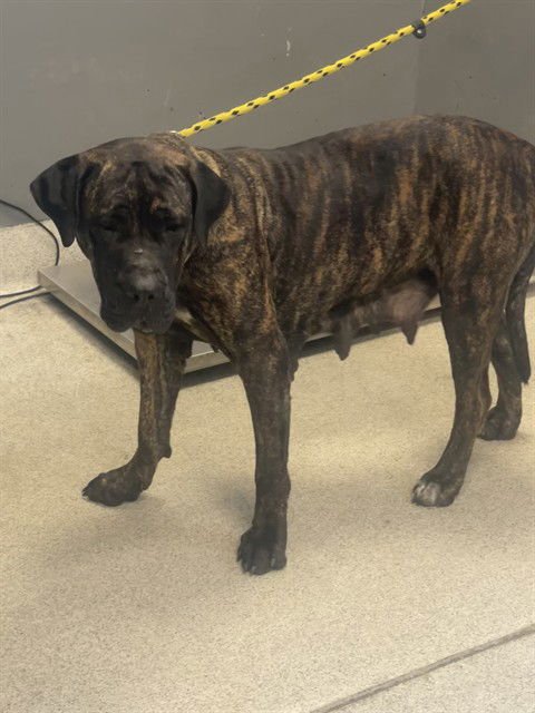 SING - Mastiff available for adoption