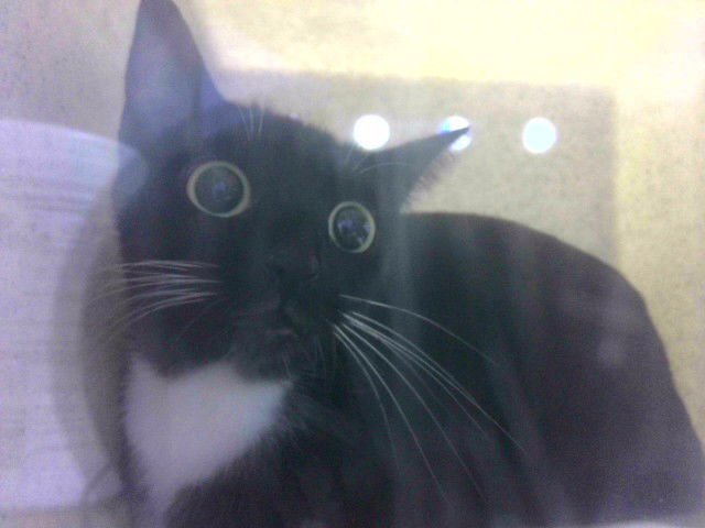 VALENTINA - Domestic Short Hair available for adoption