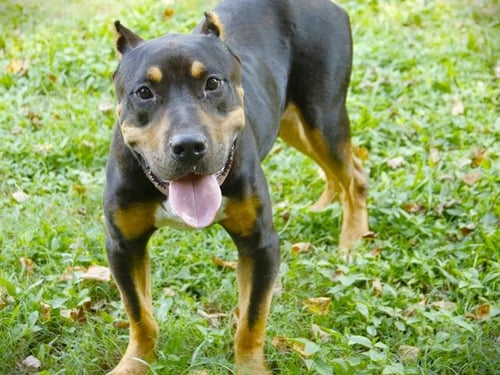 BENSON - Cane Corso Mastiff available for adoption