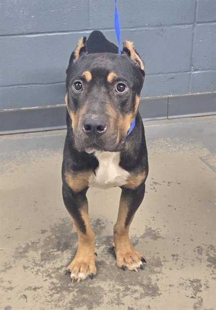 BENSON - Cane Corso Mastiff available for adoption