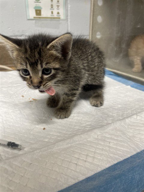 CHICKEN - Domestic Short Hair available for adoption