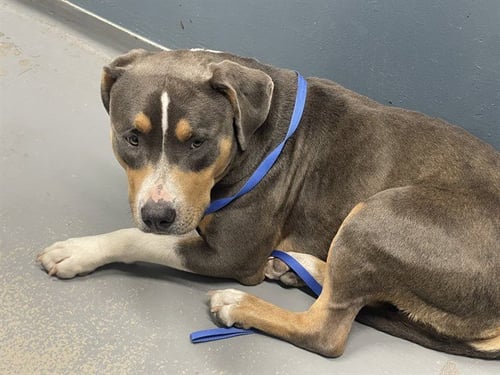 QUEENIE - American Bulldog available for adoption