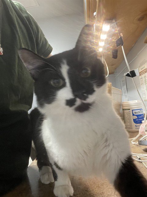 SYLVESTER - Domestic Medium Hair available for adoption